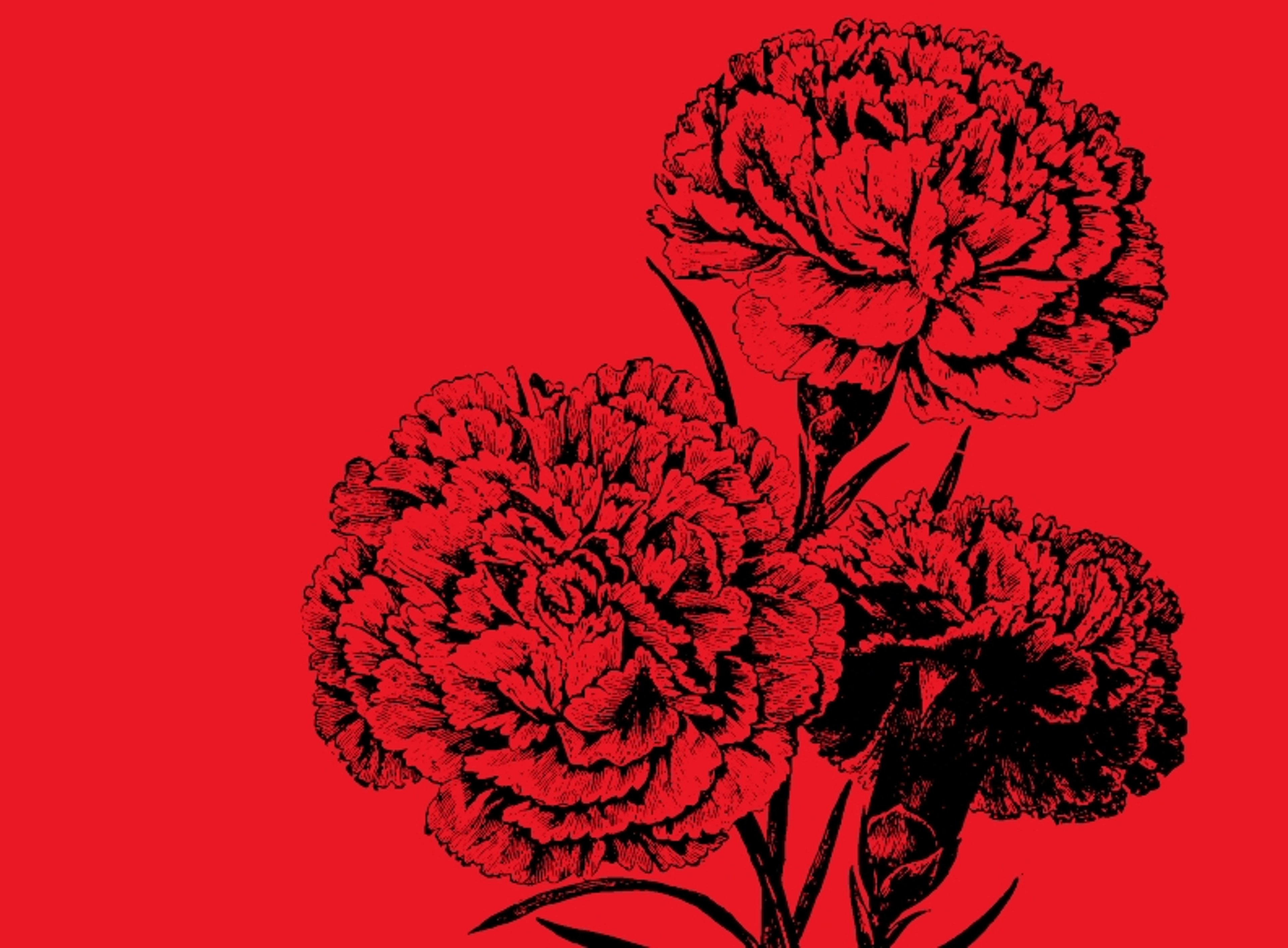 Carnation